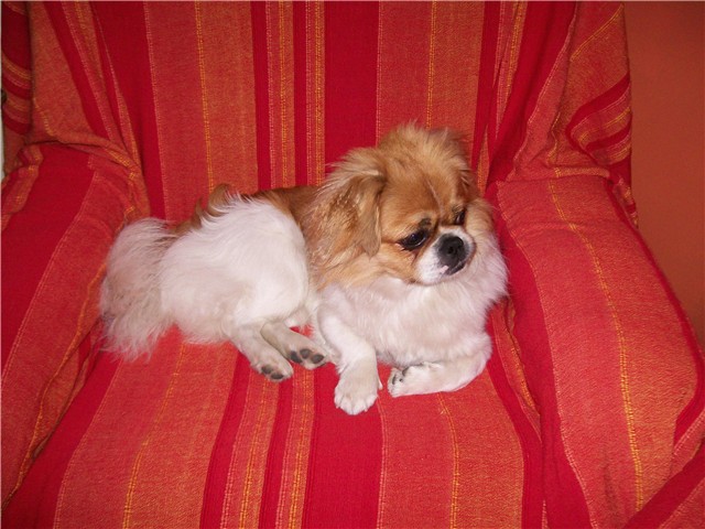 Oscar